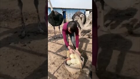 Sweet Chinese Girl Has To Fend Off Ostriches To Collect Their Eggs