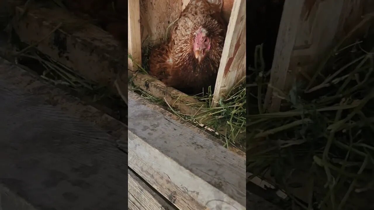 #chickens #lgd #goats #eggs #turkey #eveningchores #homestead #homesteading