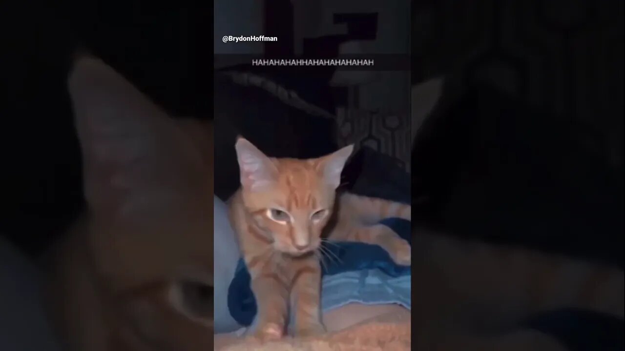 Funny Cat Meme