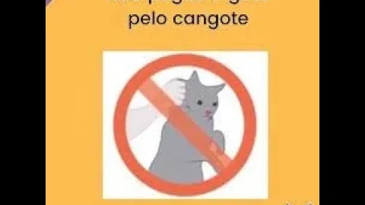 7 MOTIVOS PARA NAO PEGAR O GATO PELO CAMGOTE!