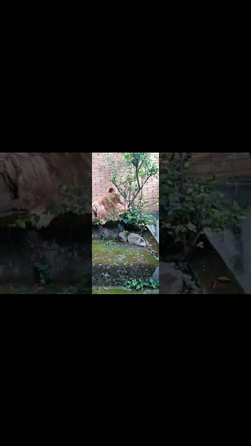 #dogshow , #animals , #dog , #shorts