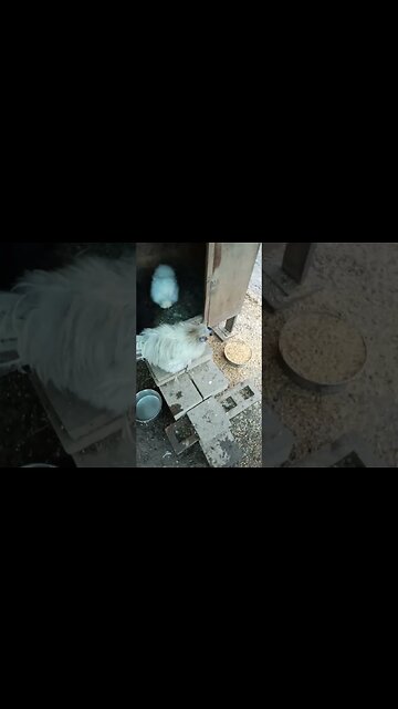 A Silkie Rooster and his girls