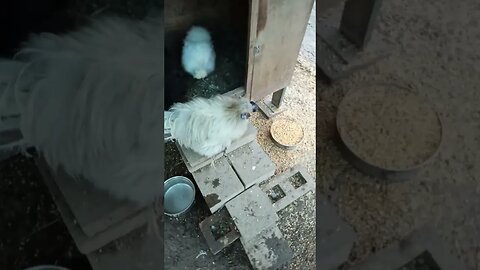 A Silkie Rooster and his girls