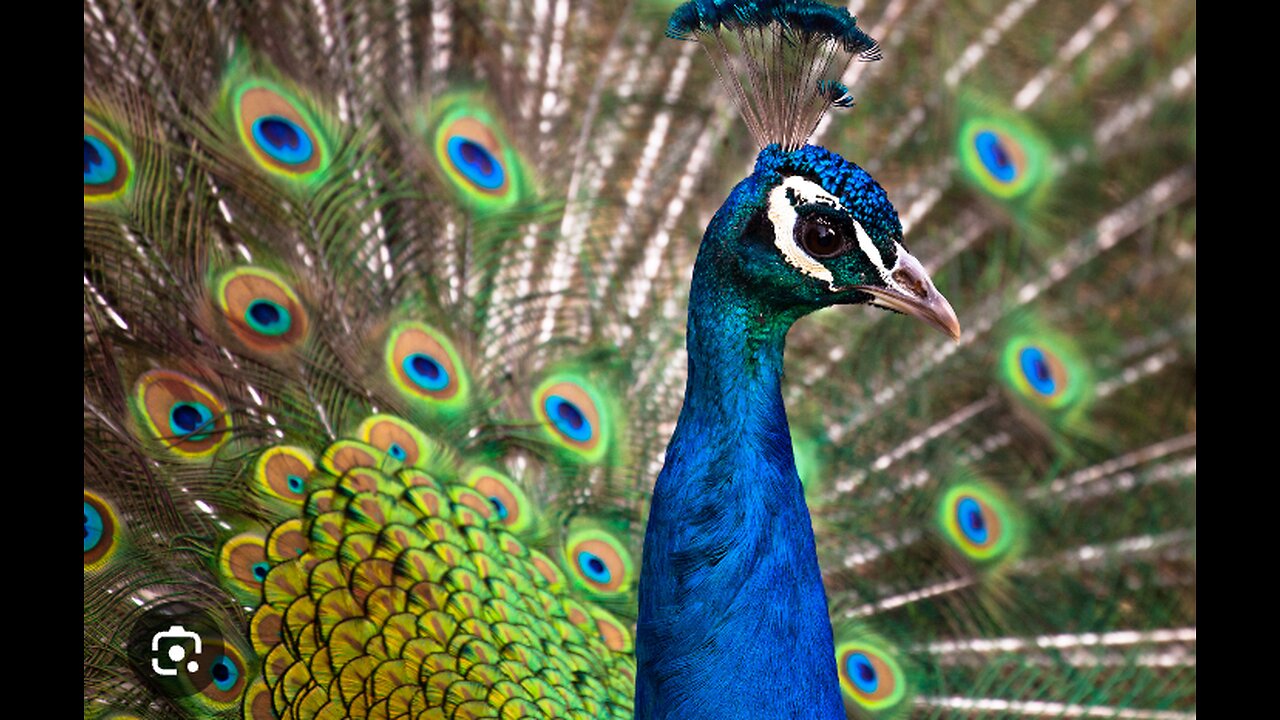 peacock love