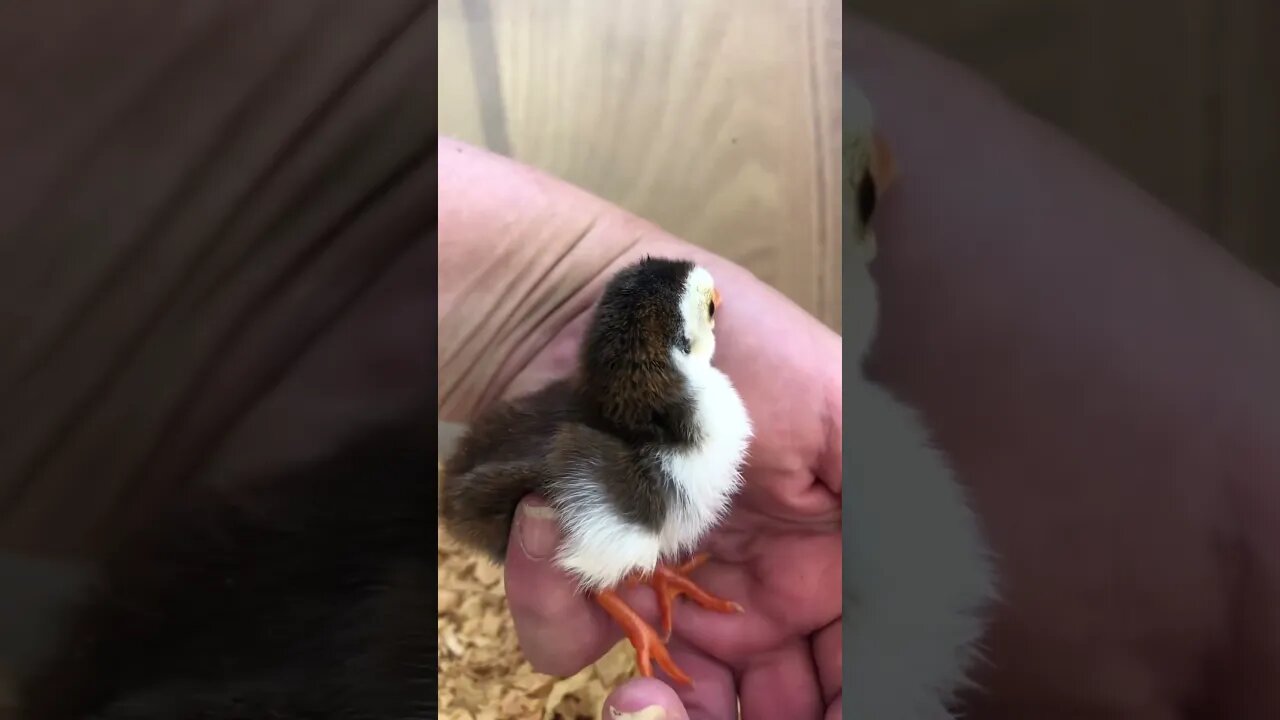 Guinea fowl keets moved from incubator to brooder