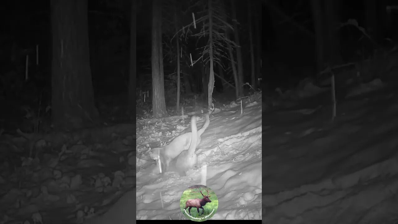 Not 1 but 4 mountain lions. Checkout channel for video. #mountainlions #montana #shorts