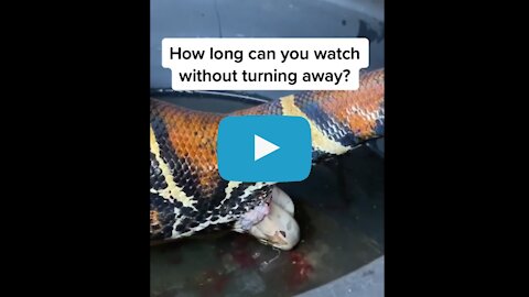 Have you ever seen a snake giving birth? 🐍