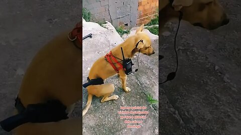 Caramelo na contenção🐕