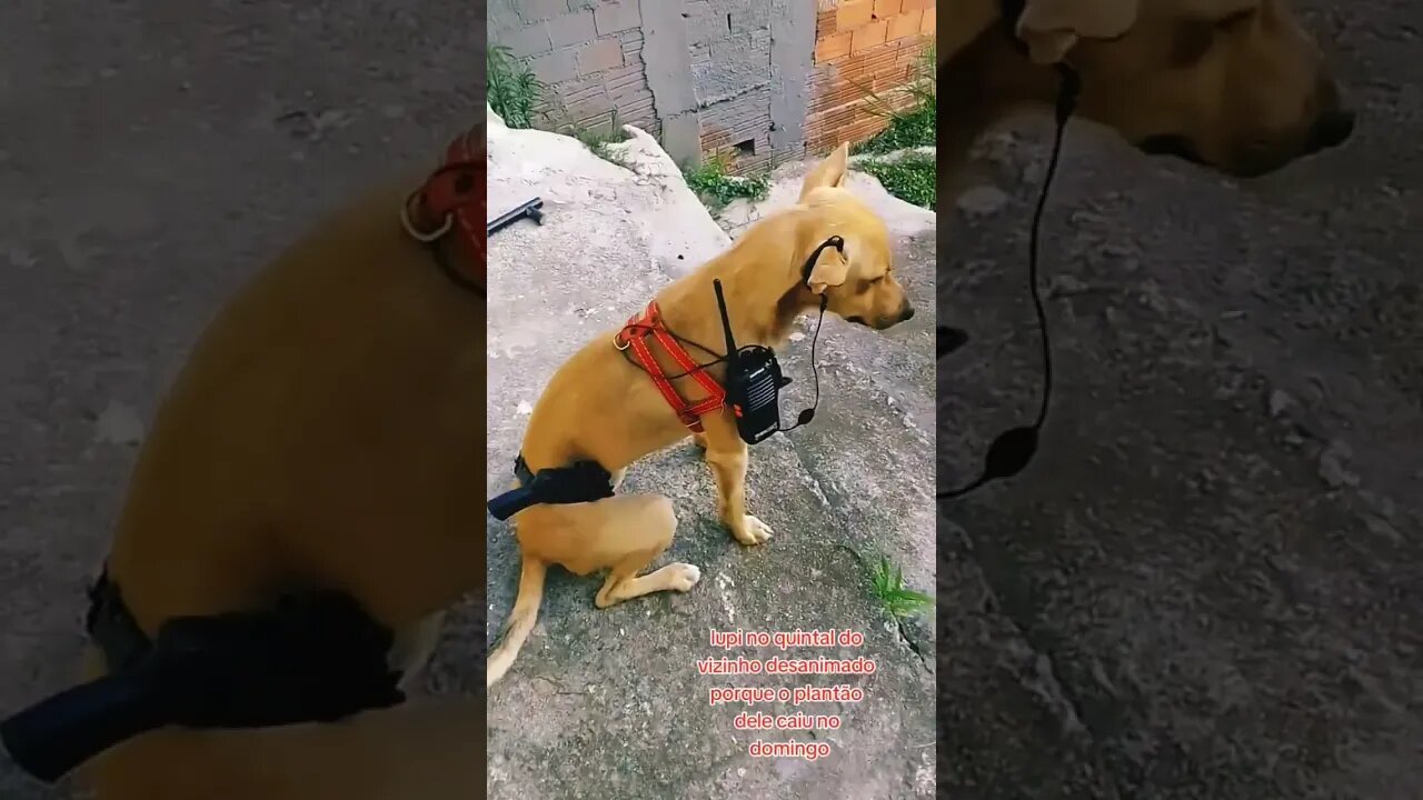 Caramelo na contenção🐕