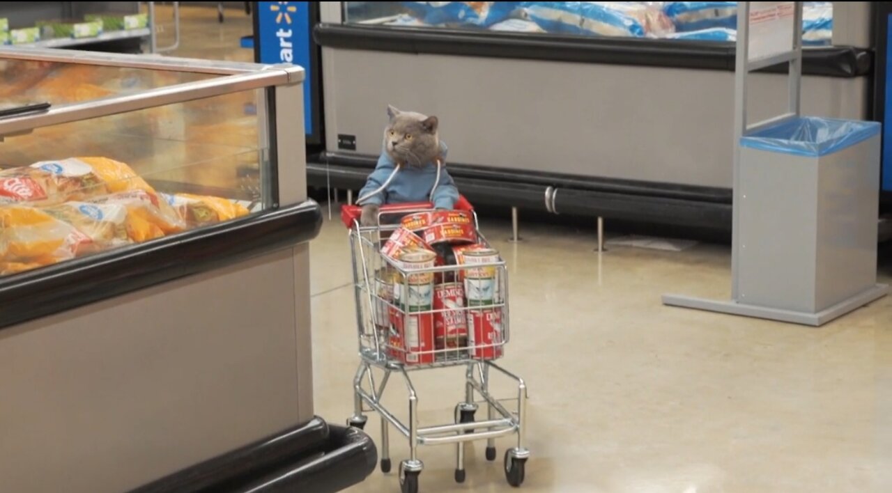 Funny Cat Drive a car