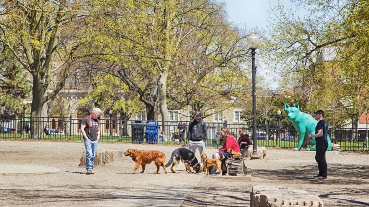 These Are Toronto’s Most Popular Dog Breeds Right Now & Frenchies Aren’t One Of Them