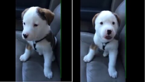 Dog gets angry at his own hiccupss