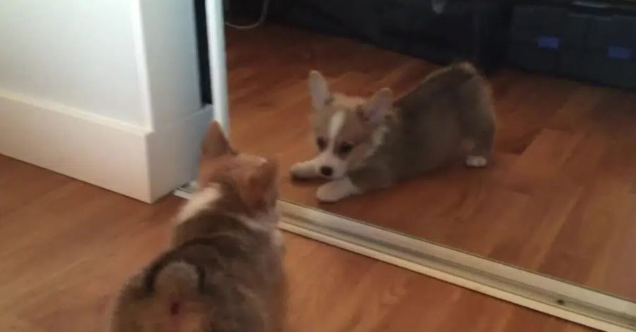 Puppy Dog Gets Scared In The Mirror