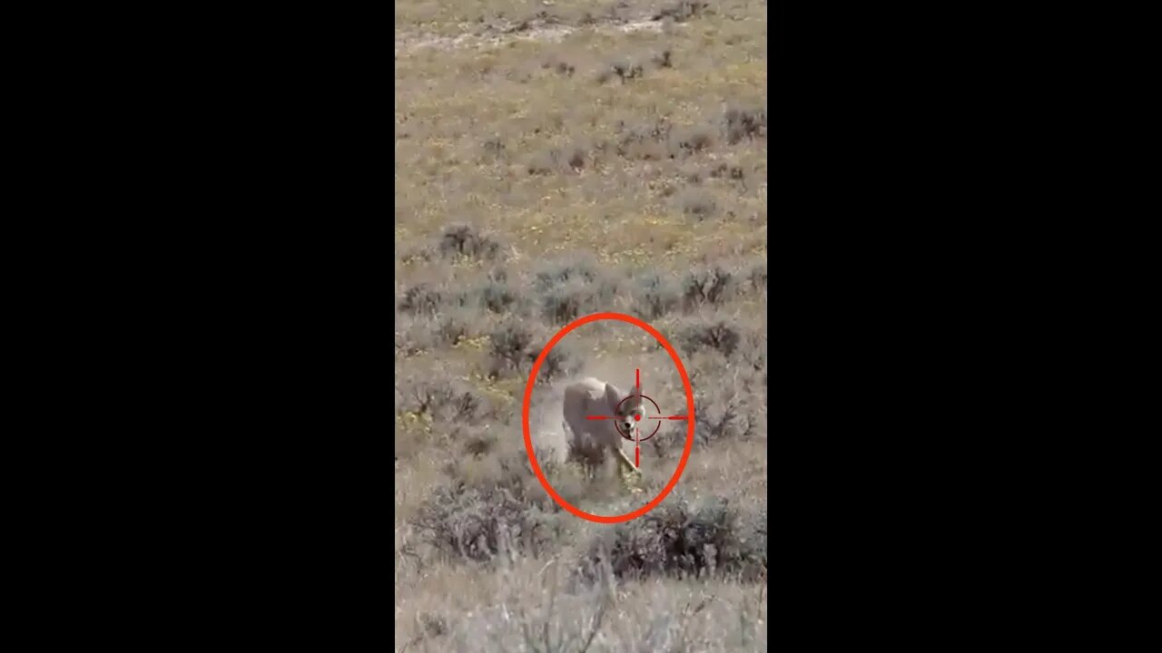 Hunting Coyotes #shorts #dogs #animals #hunter #045