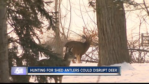 Hunting for Shed Antlers