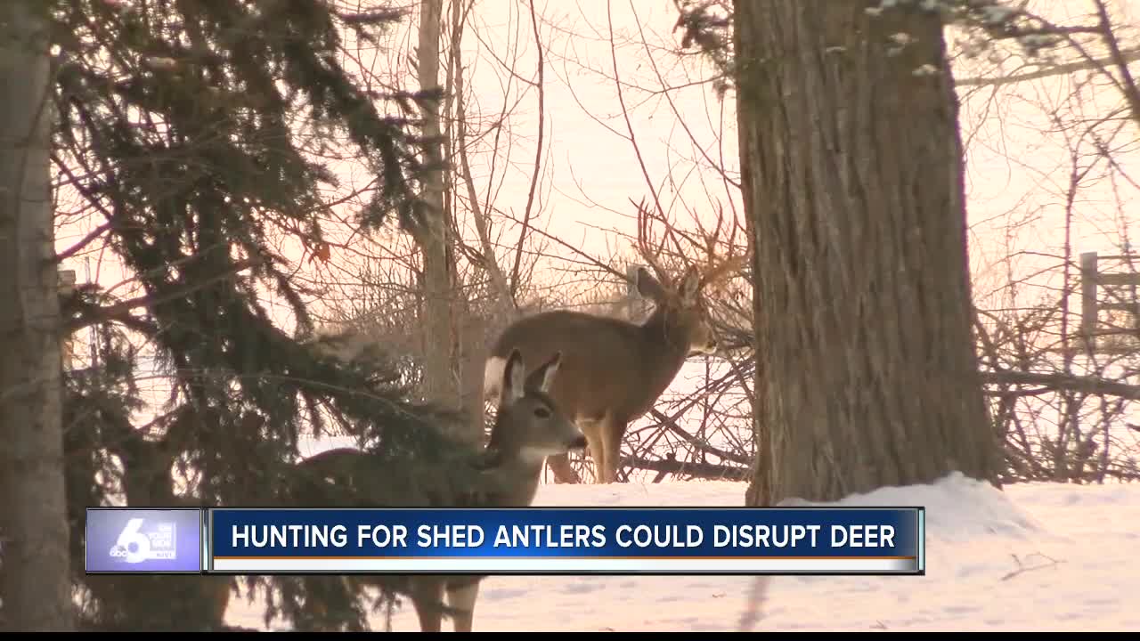 Hunting for Shed Antlers