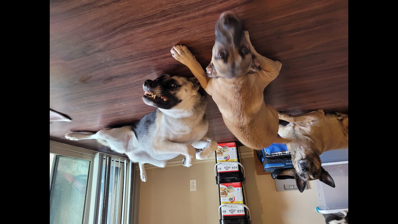 Husky and Mali are Besties