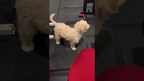 Cocker Spaniel mixed with Poodle is Adorable #cockapoo