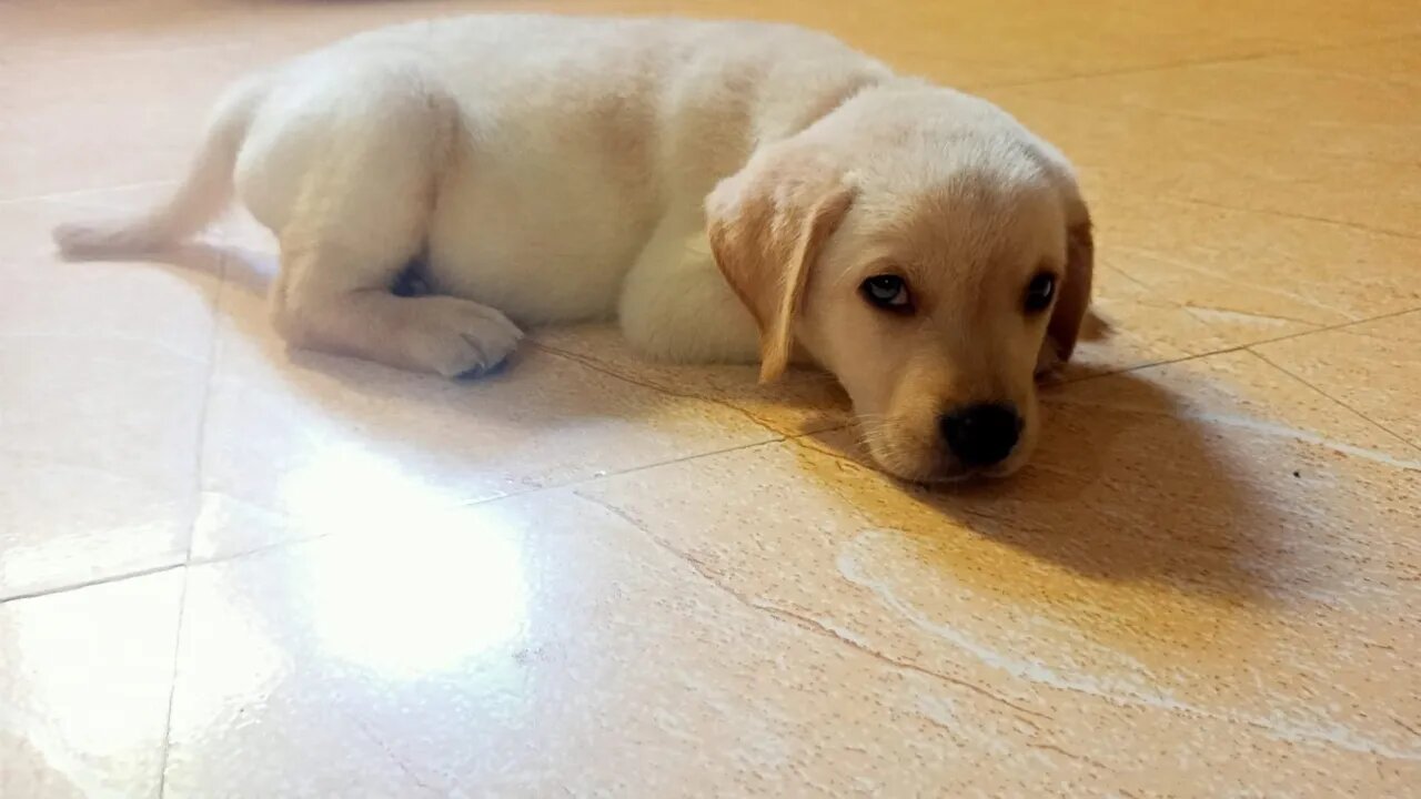 Labrador puppy daily routine || puppy food and play #labradorpuppy #labradorretriever #puppy