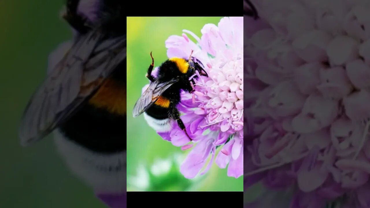 Schubert: The Bee (versatility of violin sound)