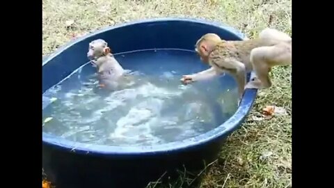 Great Time To Swim On The Mini Pool, But Tom Hit Jolie Cry Loudly