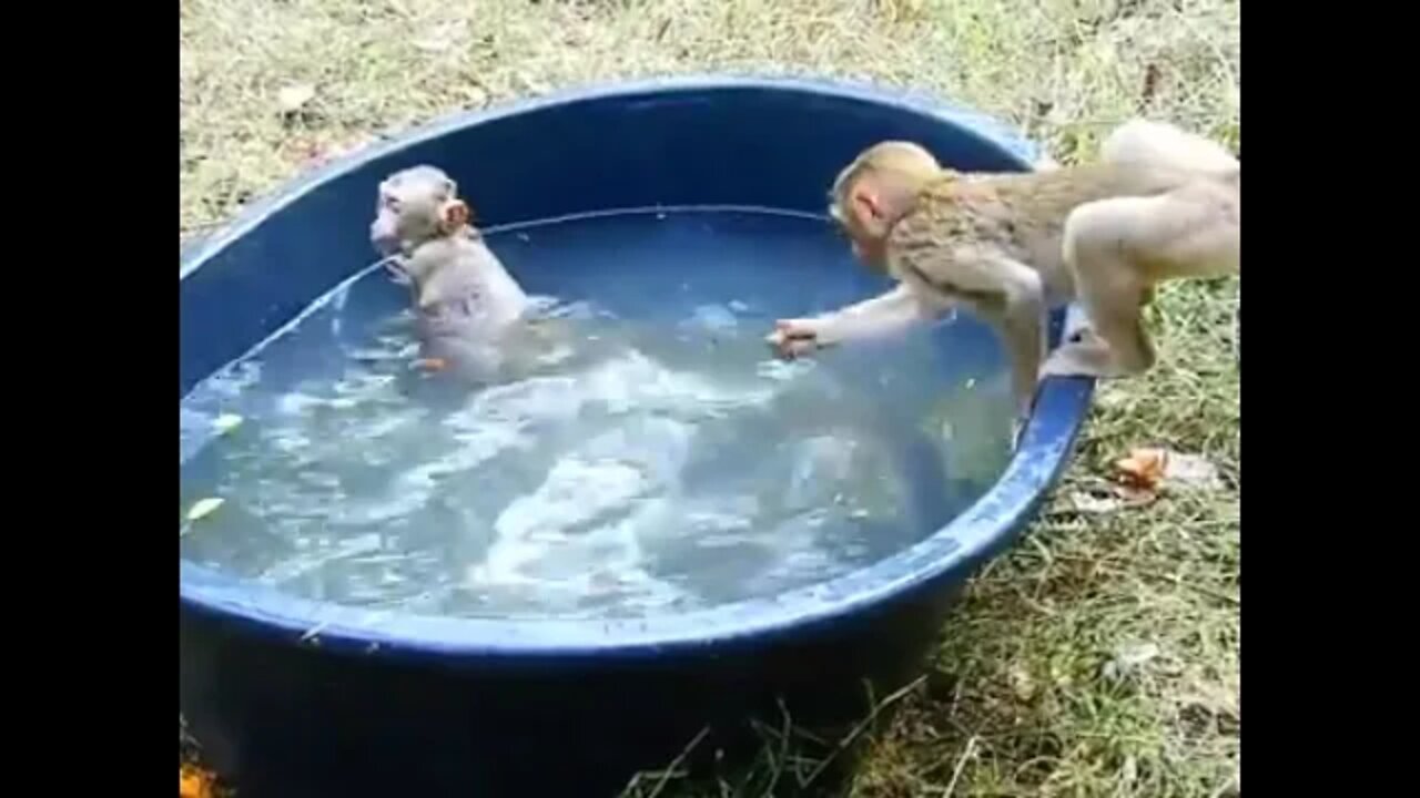 Great Time To Swim On The Mini Pool, But Tom Hit Jolie Cry Loudly