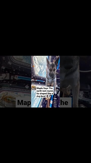 Maple Questions The Narrative #cute #space #nasa #dog #dogs