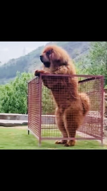 Tibetanski mastif angry 🐆🐆🐆🎥