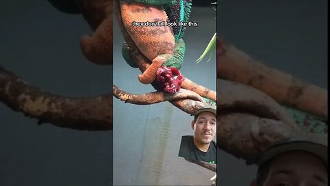 Reptile junk is weird