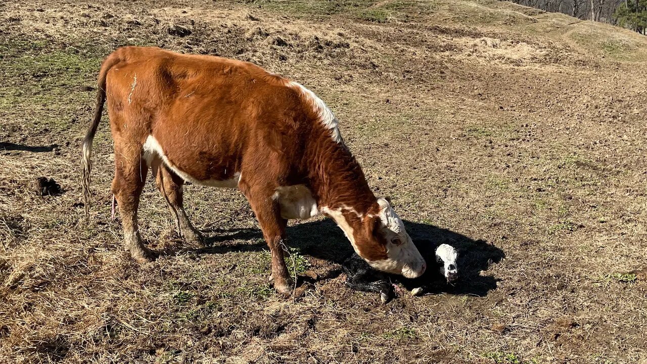 Eagles, baby calves, frost seeding clover.... This video has it all!