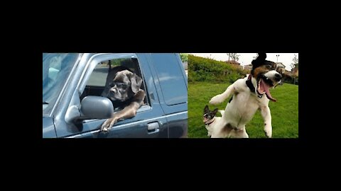 ES HORA DE REÍR CON EL VIDEO DE LOS PERROS