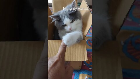 कितनी प्यारी है यह ❤️ #kitten #shorts #trending