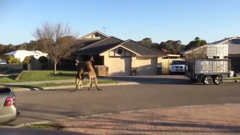 wild kangaroo street fight Aussie style-7