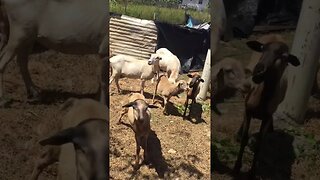 Sheep dog afraid sheep