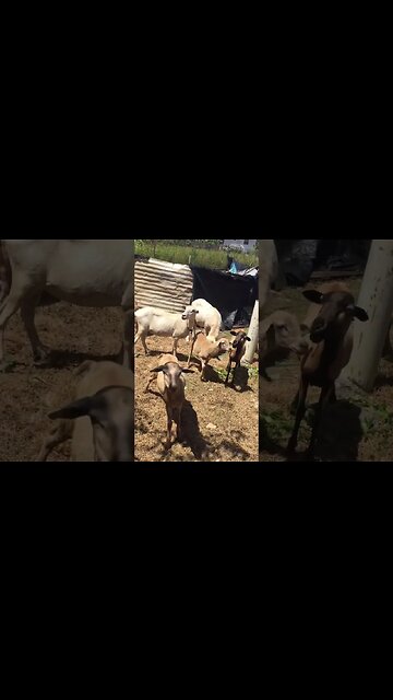 Sheep dog afraid sheep