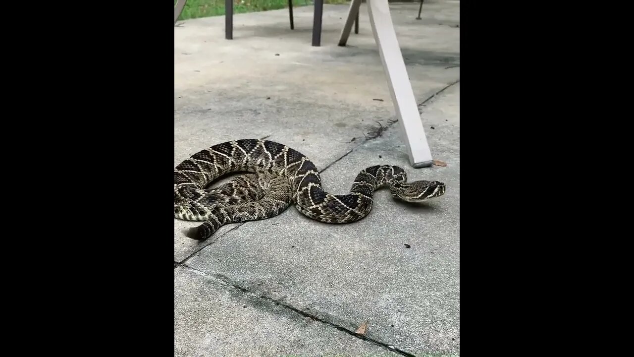 😳😱Top Dangerous snake ❤️ |🐍🐍 Snake nature WhatsApp Status | amazing nature video #shorts(2)