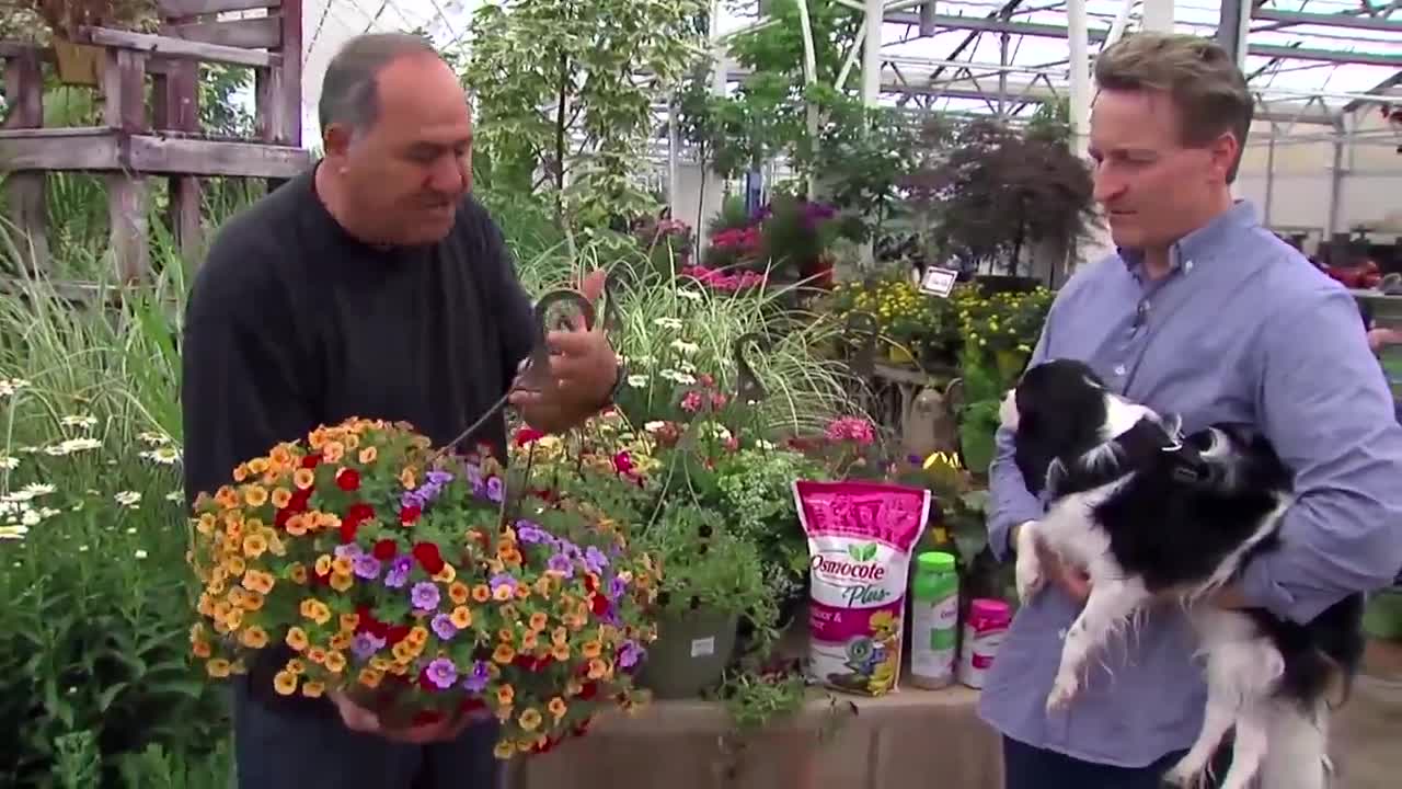 Trimming Hanging Baskets