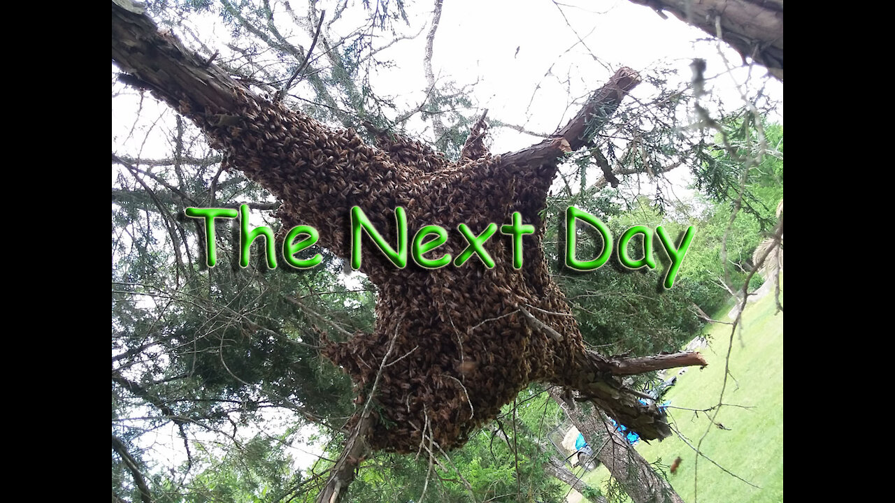 Catching a Swarm of Honey Bees (The Next Day)