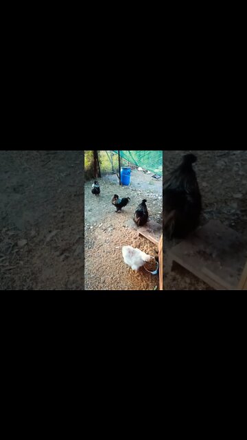 Good morning Silkies 26th September