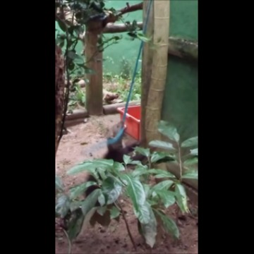 Funny young tayra thinks he's a dog