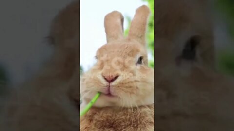 Vadivelu Comedy Reels