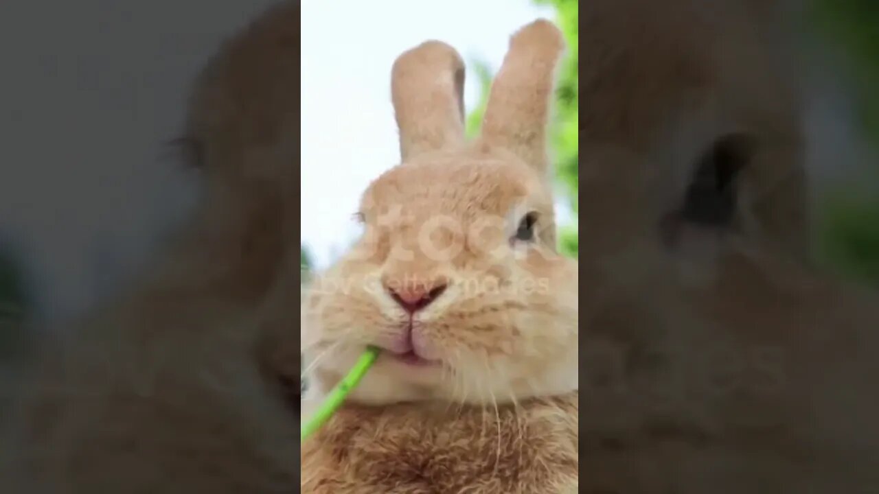 Vadivelu Comedy Reels