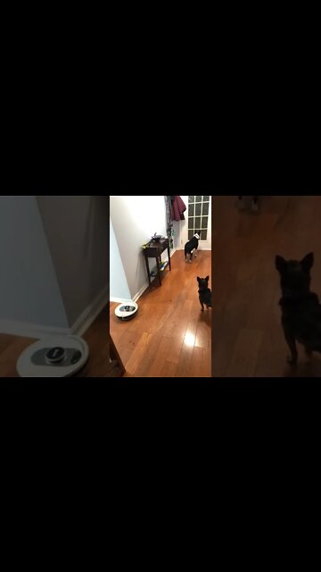 Roomba Vs Dogs! #MegaFails #Shorts