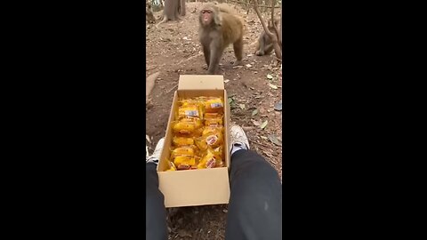 Monkey🐒Lunch📦Time⏰😎🍺