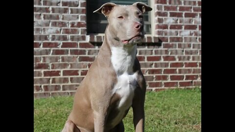 Most dangerous dogs in the world tips to make dangerous