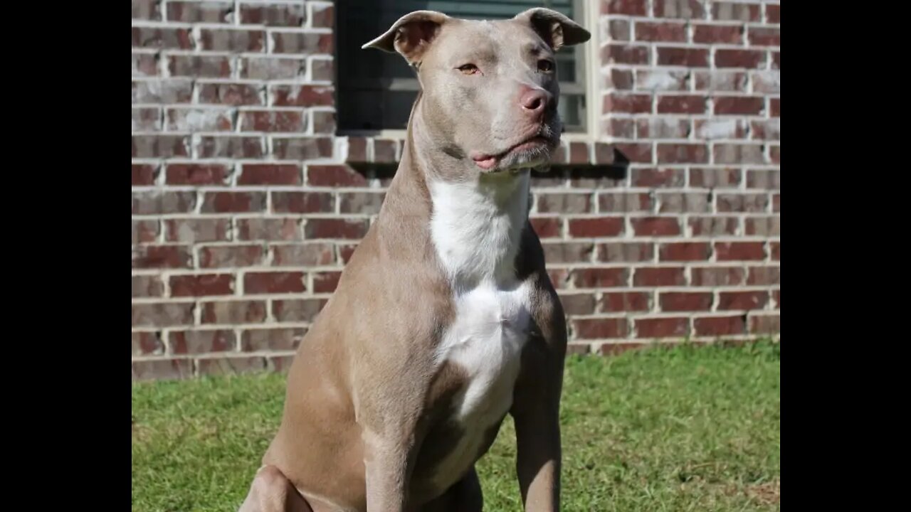 Most dangerous dogs in the world tips to make dangerous