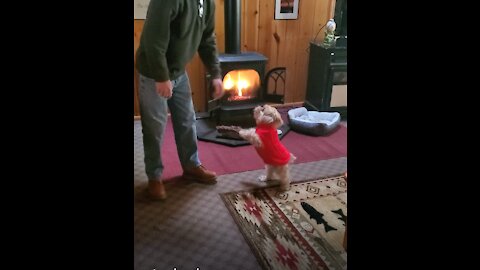 Cute Morkie Showing Daddy She's the Boss