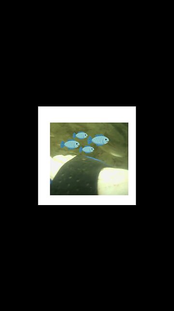 SMALL FISHES ON MY FEET