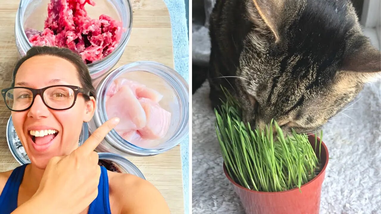 Cheap ways to add raw to your cat's food