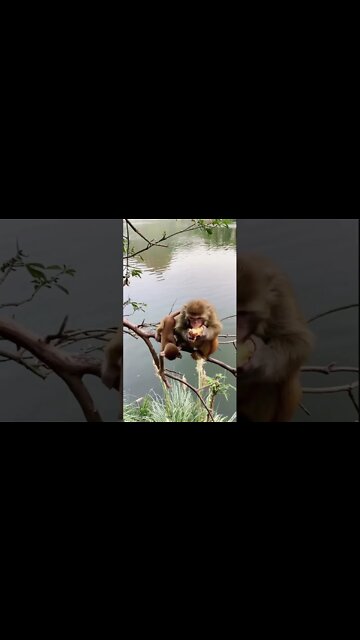 Most Amazing and trending video||relaxing your mind||trendig videos|| #shorts #trending #viral #live